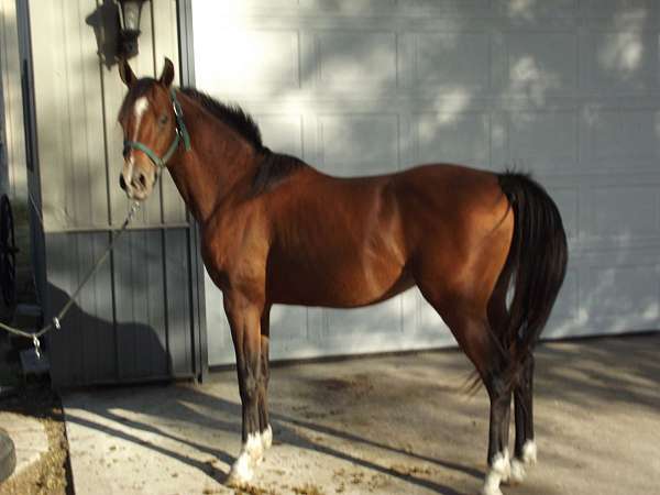 sporthors-arabian-horse