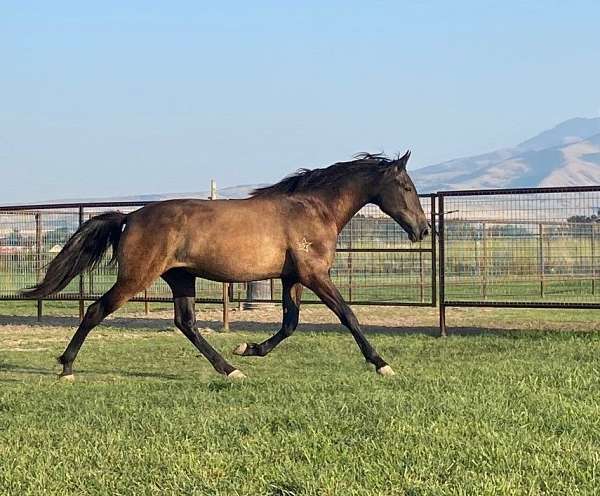 dressage-sporthorse-andalusian-lusitano-horse