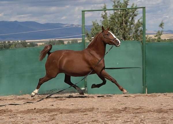 chestnut-mare-lusitano-horse