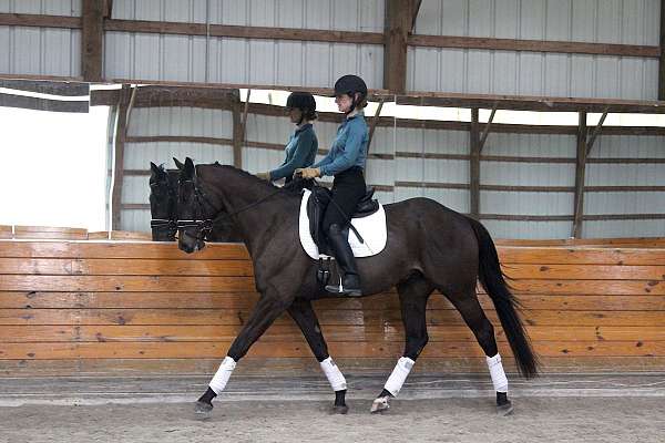 bay-dressage-trained-horse