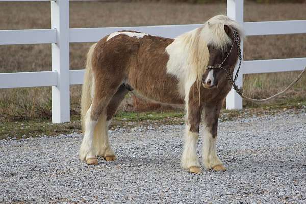 tobiano-white-mane-tail-pony