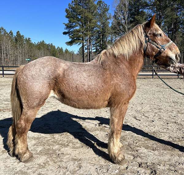 red-roan-belgian-mare