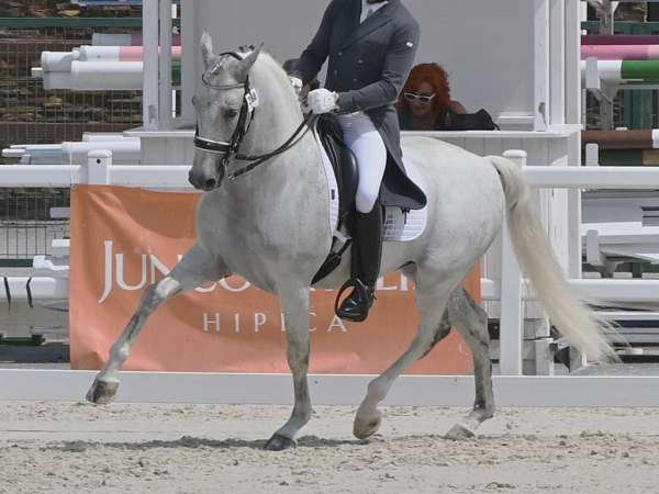 prix-sant-george-andalusian-horse