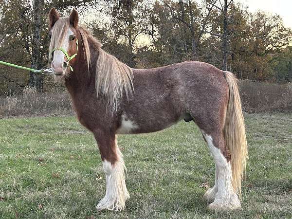 chestnut-ghra-stallion