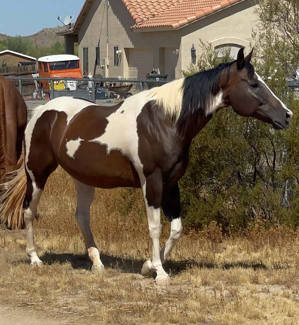 tobiano-paint-mare