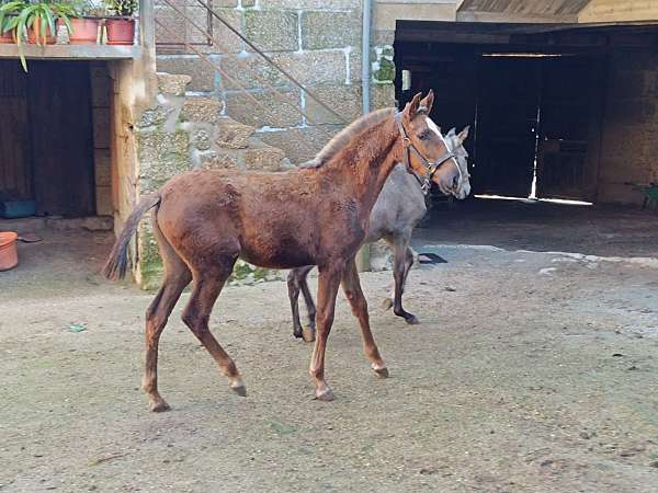 bohorquez-horse
