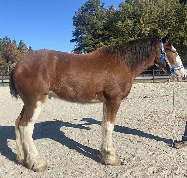 bay-clydesdale-gelding