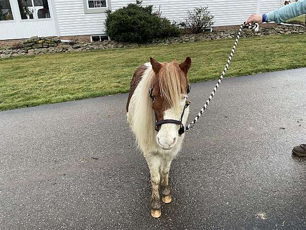 chestnut-overo-therapy-horse