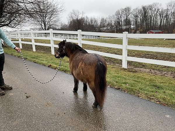 affordable-miniature-horse