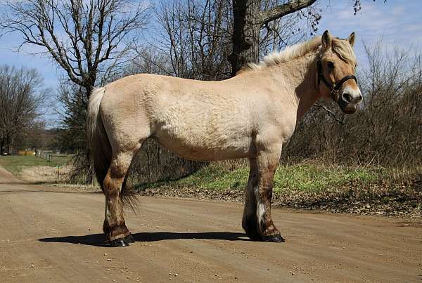 attention-haflinger-pony