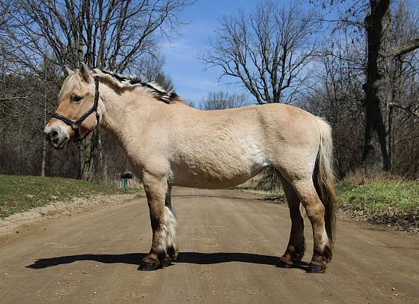 best-haflinger-pony
