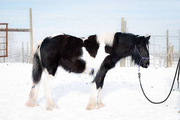 gypsyvannerfoal-gypsy-vanner-horse