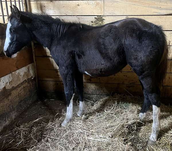 black-overo-filly-broodmare-for-sale