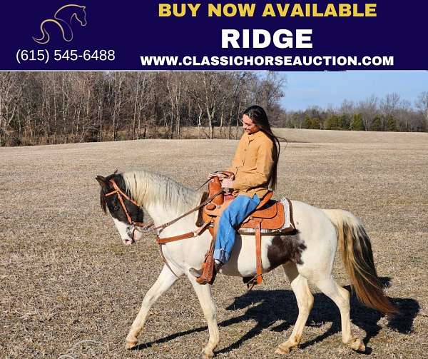 affordable-spotted-saddle-pony