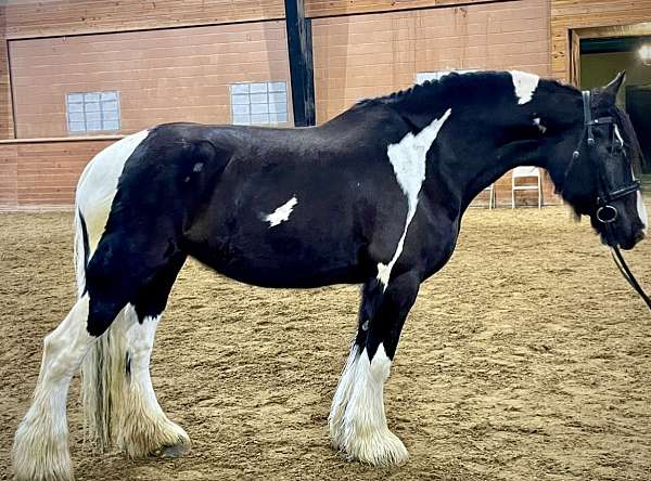 atlanta-gypsy-vanner-horse