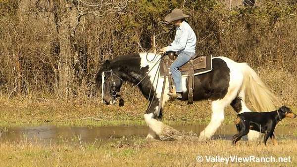 western-pleasure-gypsy-vanner-horse