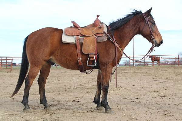 quarter-horse-gelding