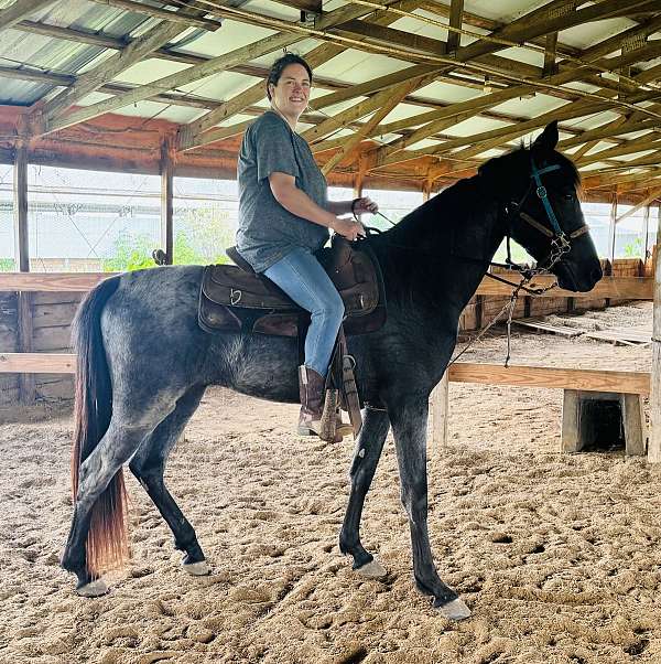 blue-tennessee-walking-horse