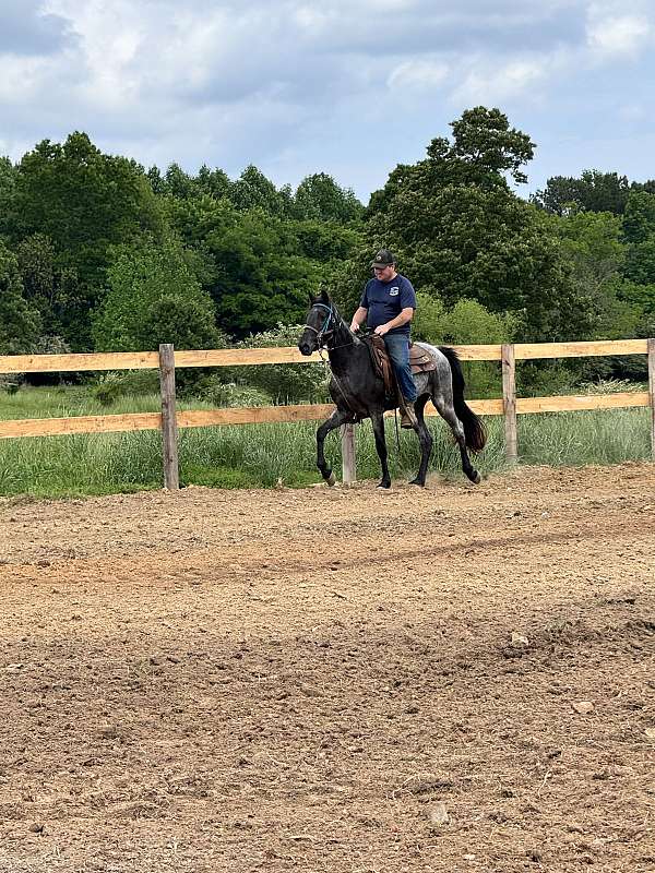 blue-roan-tennessee-walking-horse