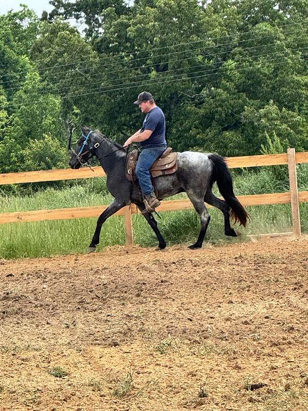 blue-roan-twh-tennessee-walking-horse