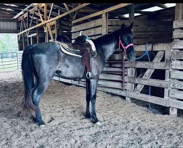 dead-broke-tennessee-walking-horse