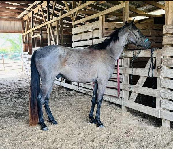 dog-tennessee-walking-horse