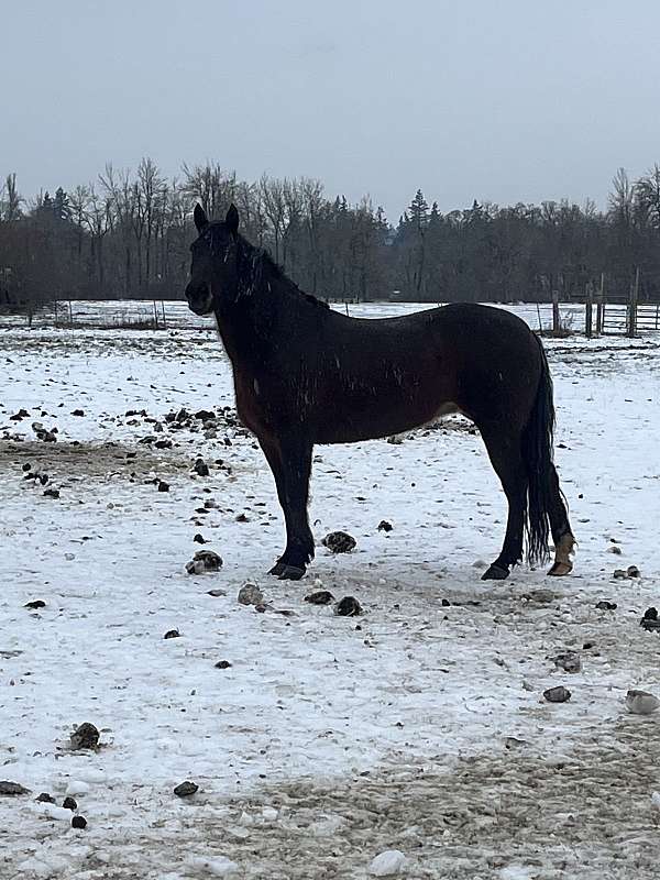 dressage-trail-filly
