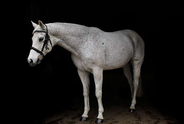 fleabitten-grey-horse