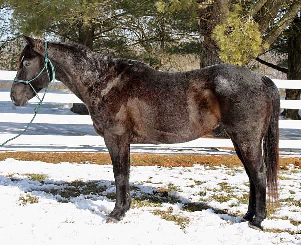 13-years-old-quarter-horse