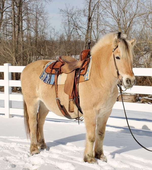 therapy-fjord-horse