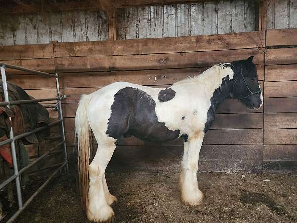 homozygous-tobiano-gypsy-vanner-stallion-for-sale-horse