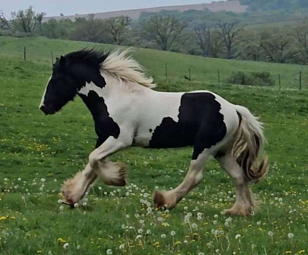 homozygous-tobiano-gypsy-vanner-stallion-for-sale-horse