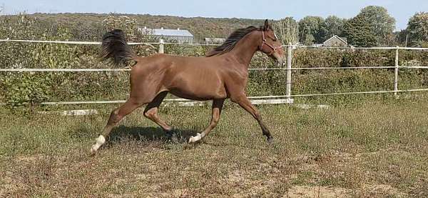 bay-white-strip-two-socks-horse