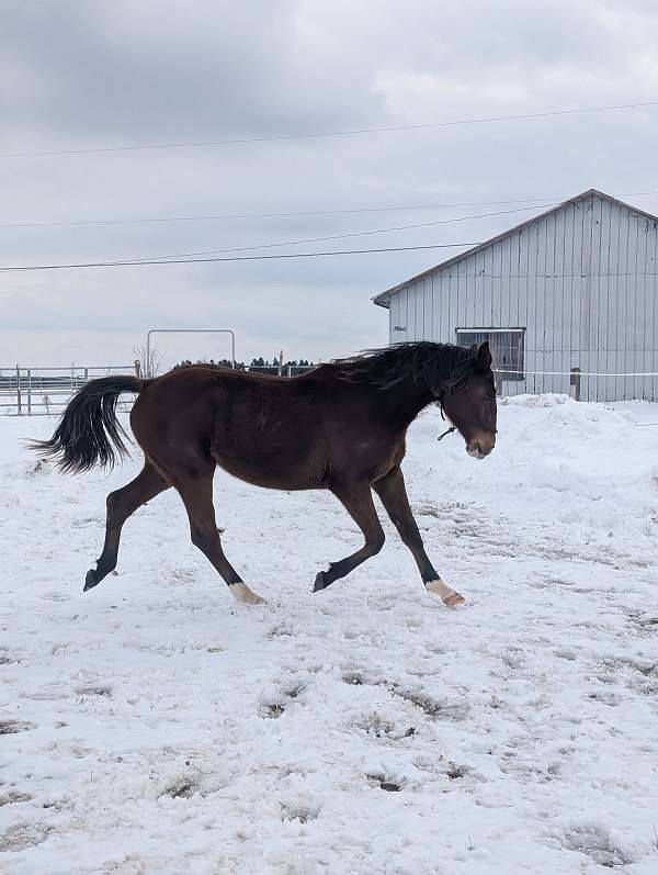 bay-white-strip-two-socks-horse