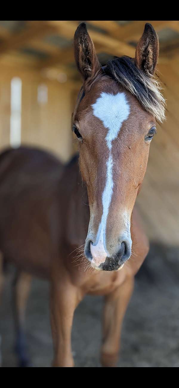 beauty-warmblood-horse