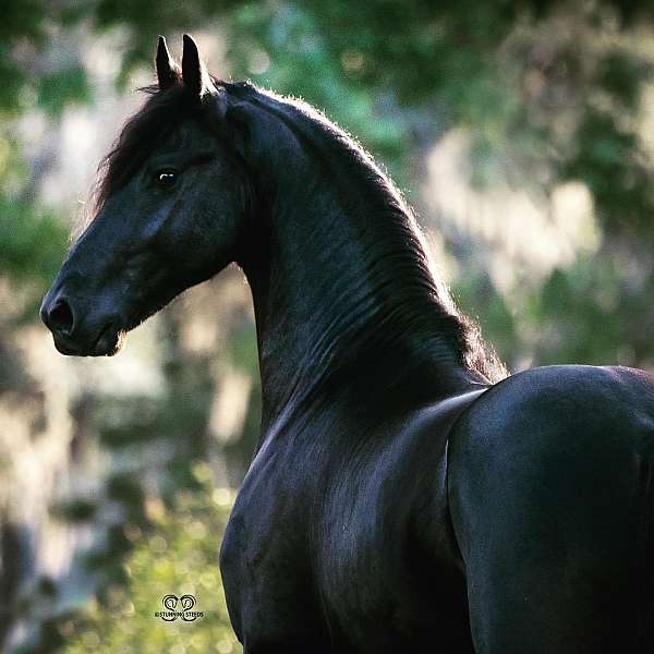perfor-friesian-horse