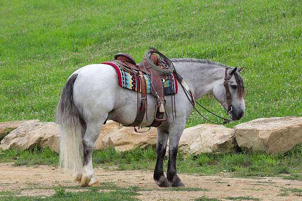 grey-white-horse