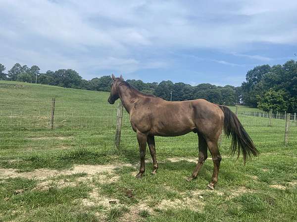 liver-chestnut-faint-star-horse