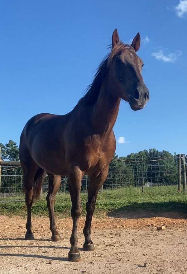 barrel-quarter-horse