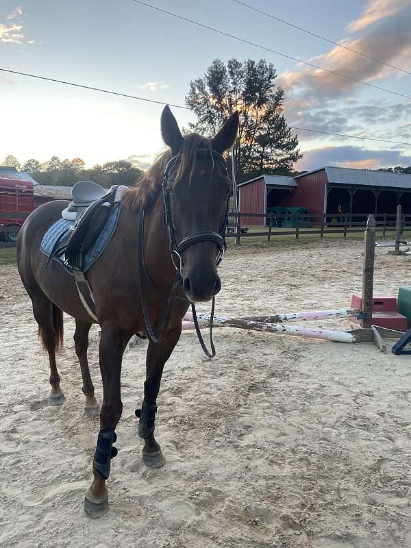 barrel-racing-quarter-horse