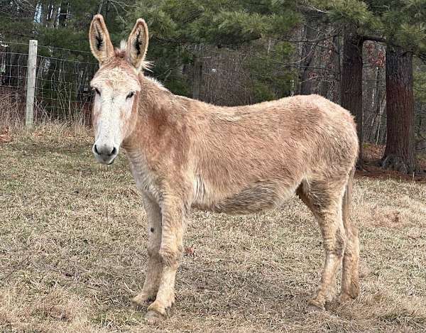rare-donkey