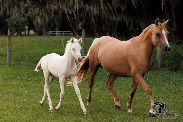 athletic-westphalian-pony