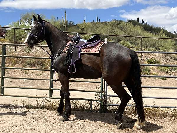 black-white-blaze-sock-horse