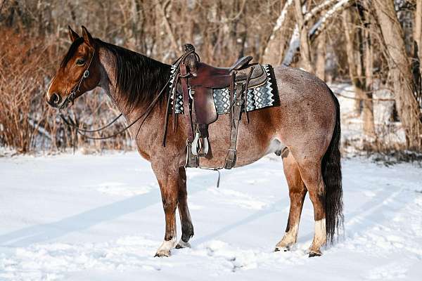 roan-therapy-horse