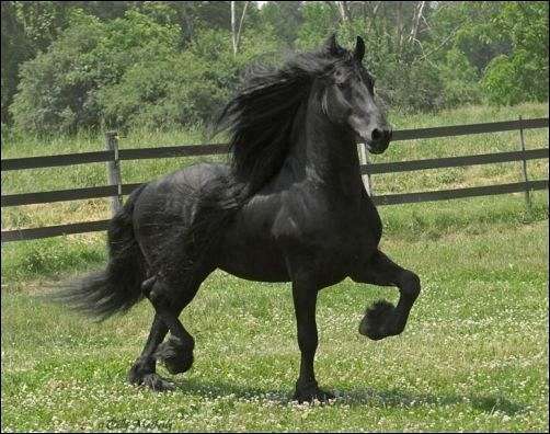 approved-stallion-friesian-pony