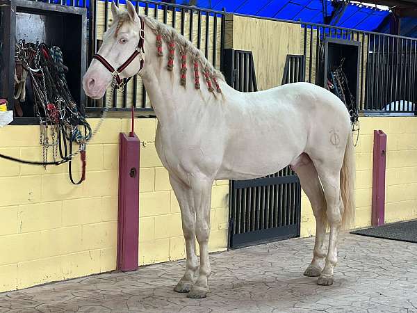 perlino-andalusian-horse