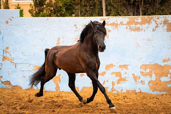 prl-gen-andalusian-horse