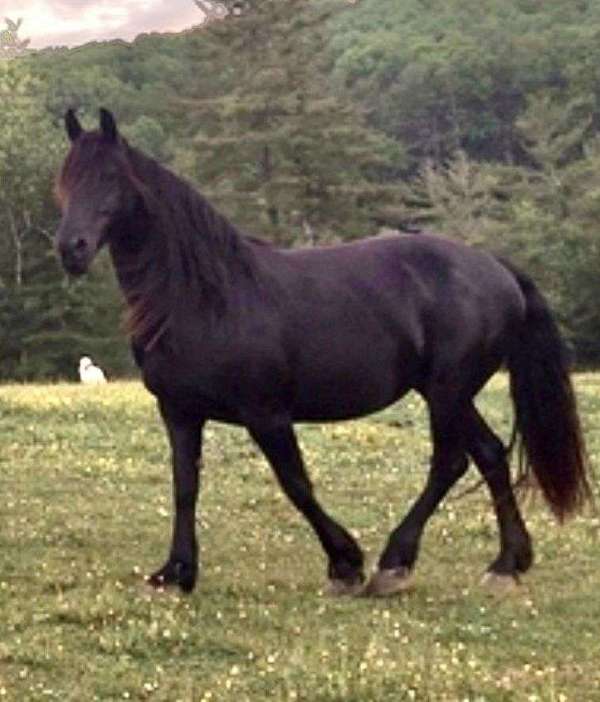 hardy-friesian-horse