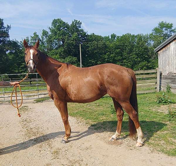 breeding-riding-thoroughbred-horse