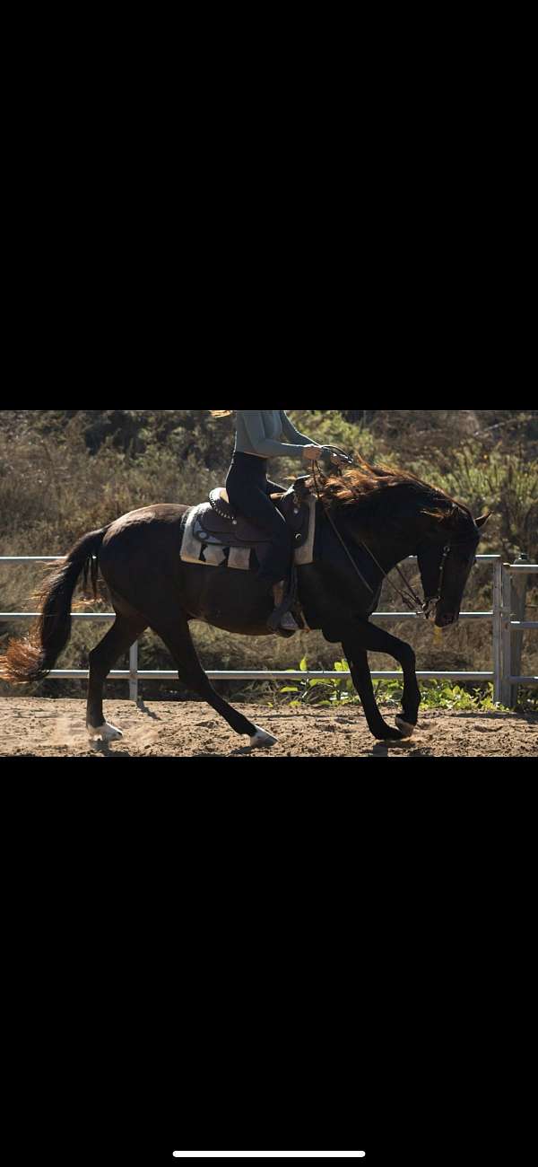 andalusian-gelding